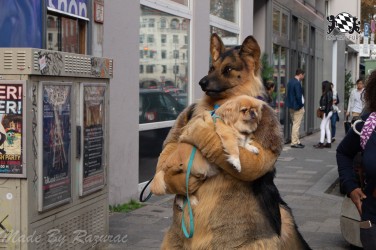 MSW5 083 von Razurac