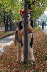 MSW5 097 von Razurac