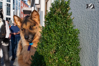 MSW5 246 von RyuxWolf