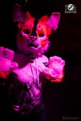 BFD8 0387 von Bastlwastl